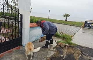 Burhaniye’de Belediye sokak hayvanlarına sahip...