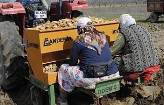 Bursa’da patates ekimi başladı