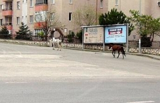 Bursa’da boş kalan cadde ve sokaklar hayvanlara...