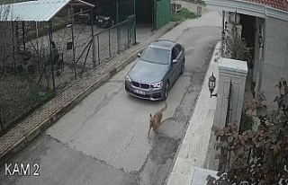 Lüks otomobiliyle kovaladığı sokak köpeğine...