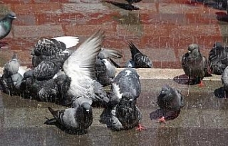 Sıcaktan bunalan güvercinlere her gün böyle banyo...