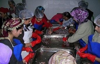 Anadolu su kurbağalarının nesli tehlike altında