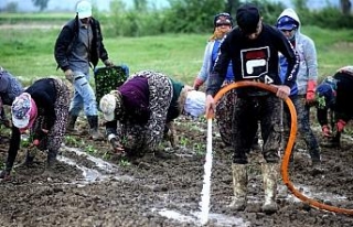 Çiftçiler Cumhurbaşkanı Erdoğan için üretecek