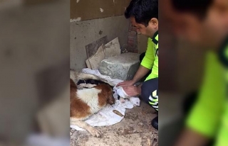 İzmir polisi köpekleri yağmurdan kurtardı, elleriyle...