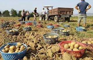 İzmir’de erkenci patateslerin hasadı başladı