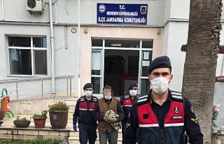 İzmir’de hayvan hırsızları yakalandı