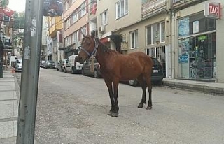 Bursa caddelerinde başı boş at paniği