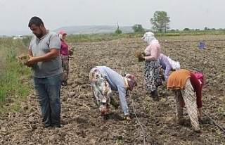 Tarım işçilerinin aşırı sıcaklarla zorlu sınavı