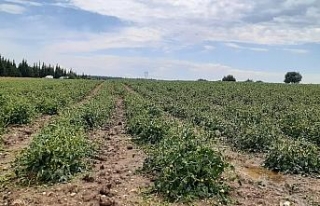 Biga’da şiddetli dolu tarım arazilerini vurdu
