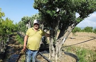 Burhaniye’de saksılı zeytin ağaçları ilgi gördü