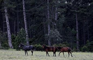 Dağda yaşayan yabanî atlar böyle görüntülendi