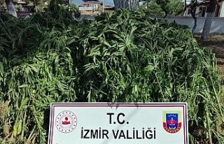 İzmir’de 875 kök kenevir bitkisi ele geçirildi