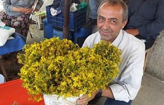 Kantaron çiçeği köylülere geçim kaynağı oldu