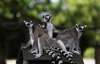 Bursa Hayvanat Bahçesi’nde yaşayan lemur ailesinin...
