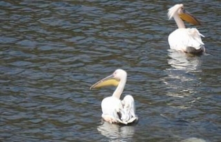 Pelikan ve leylekler Boğazköy Barajı’nı mesken...