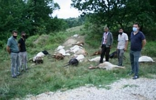 Bursa Yenişehir’de hayvan katliamı