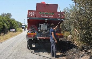 Çanakkale’de zeytinlik yangını