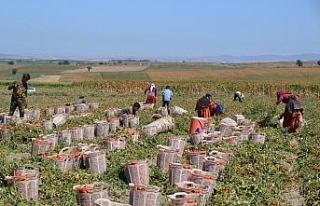 Siverekli işçilerin hasat mücadelesi