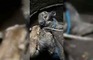 Burhaniye’de kuyuya düşen köpekleri itfaiye kurtardı