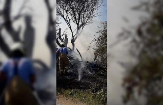 Burhaniye’de ot yangınında ağaçlar zarar gördü