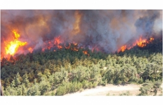 Gelibolu’da orman yangını