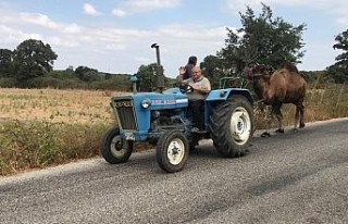 Güreş devesine traktörü ile antrenman yaptırıyor