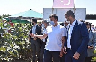İzmirli çiftçi, Türkiye’de ilk kez "Sık...
