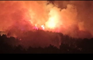 Orman yangını büyüyor. Yangın İzmir'den...