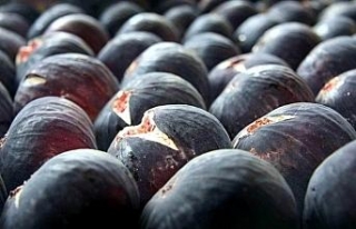 Bursa siyah incirine üniversite koruması