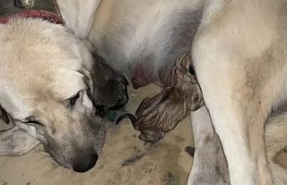Annesiz yavruları Anadolu çoban köpeği besliyor