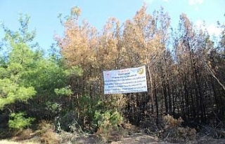Ayvalık’ta yanan ormanlık alanın ağaçlandırılması...