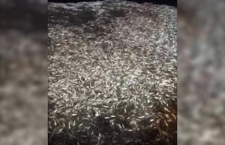 Çanakkale’de boyları küçük olan 15 ton balık...