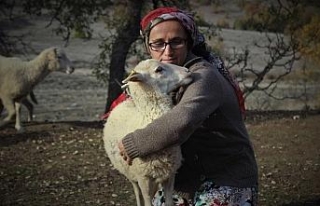 Dağlarda kadın başına 150 koyununa çobanlık...