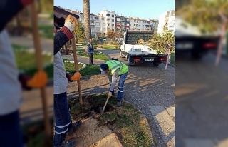 Mudanya Tekel Parkında kuruyan ağaçlar yenilendi