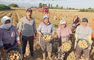 İzmir’de patates hasadı kaldığı yerden devam...