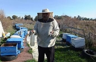 Burhaniye’de arı kovanlarında varroa mücadelesi...