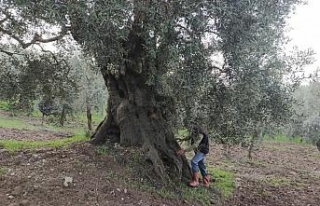 Bin 500 yıllık zeytin ağacı şifa dağıtıyor