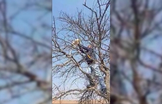 Çıktığı ağaçta mahsur kalan kediyi vatandaşlar...
