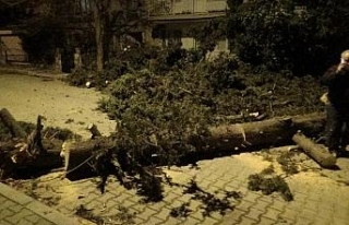 İzmir’de fırtına sebebiyle ağaç sokağa düştü