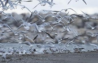 Kar sebebiyle kuşlar sahillere sığındı