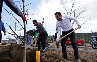 Naim Süleymanoğlu Parkı’nın ilk meyve ağaçları...