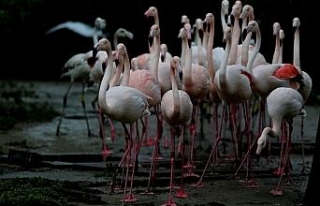 Flamingo ailesine 12 yeni üye