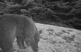 Uludağ’da kış aylarında ayıların karpuz keyfi
