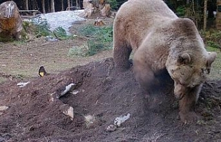Uludağ’da çiftçinin ölen ineği ayılara verildi