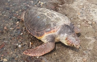 Ayvalık’ta dev kaplumbağa kıyıya vurdu
