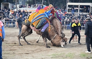 Son Dakika: Burhaniye'de deve güreşi heyecanı