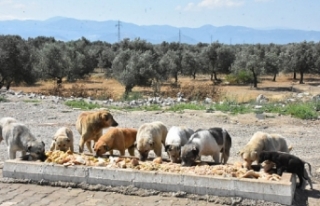Edremit Belediyesi Sokak Hayvanlarının Yanında