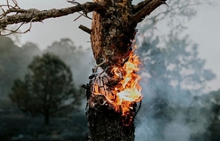Kazdağı Milli Parklar'da anız yakılması...