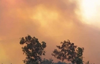 Susurluk'ta orman yangını kontrol altına alındı