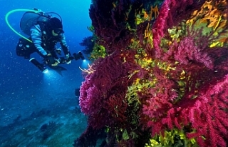 Ayvalık’ın kırmızı mercanları dünya turizmine...